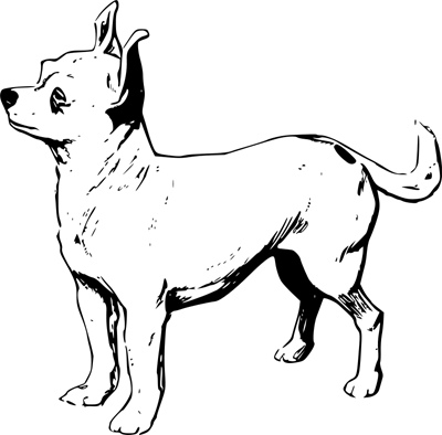 chihuahua.jpg