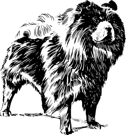 chow_chow.jpg