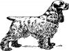 cocker_spaniel.jpg