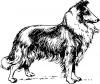 collie.jpg