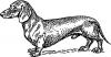 dachshund_bw.jpg