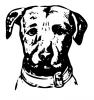 dog_canine.jpg