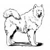 husky.jpg