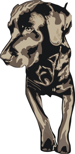 labrador.jpg