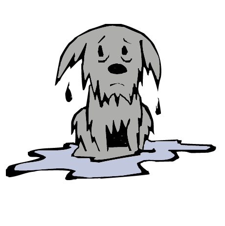wet_dog.jpg