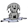 wet_dog.jpg