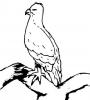 bird03.jpg 18.9K