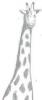 giraffe.jpg 2.9K
