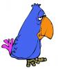 grumpy_parrot.jpg