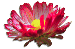 clipart-flowers13.gif 3.3K