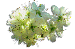clipart-flowers14.gif 3.3K