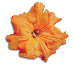 clipart-flowers23.gif 3.5K