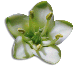 clipart-flowers24.gif 4.0K