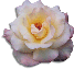 clipart-flowers29.gif 4.0K