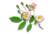 clipart-flowers30.gif 2.1K