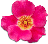 clipart-flowers33.gif 2.5K