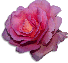 clipart-flowers37.gif 3.8K