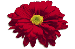 clipart-flowers5.gif 2.5K