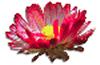 clipart-flowers13.gif 3.3K