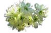clipart-flowers14.gif 3.3K
