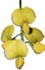 clipart-flowers22.gif 2.6K