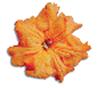 clipart-flowers23.gif 3.5K