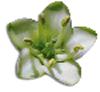 clipart-flowers24.gif 4.0K