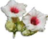 clipart-flowers27.gif 2.6K