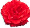clipart-flowers28.gif 2.4K