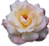 clipart-flowers29.gif 4.0K