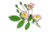 clipart-flowers30.gif 2.1K
