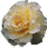 clipart-flowers31.gif 2.4K