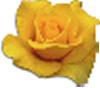clipart-flowers32.gif 2.5K