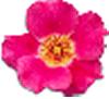 clipart-flowers33.gif 2.5K
