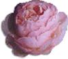 clipart-flowers36.gif 4.0K
