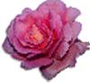 clipart-flowers37.gif 3.8K