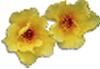 clipart-flowers38.gif 2.6K