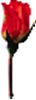 clipart-flowers39.gif 1.5K