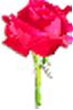 clipart-flowers4.gif 1.9K