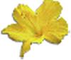 clipart-flowers41.gif 2.0K
