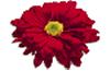clipart-flowers5.gif 2.5K