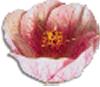 clipart-flowers7.gif 3.6K
