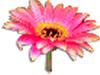 clipart-flowers8.gif 3.1K