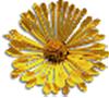 clipart-flowers9.gif 3.9K