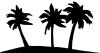 palms.jpg 22.9K