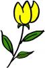 tulip.jpg 12.6K