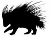 -porcupine.jpg