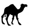 camel2.jpg