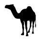 camel.jpg