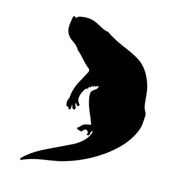 ferret.jpg